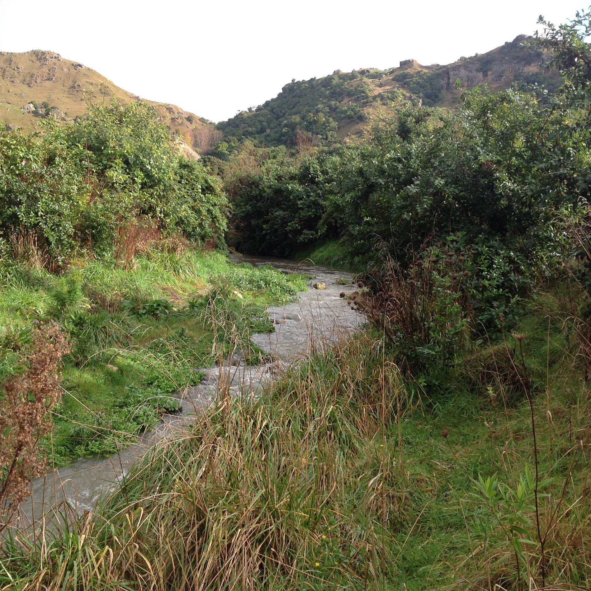Waingongoro Stream