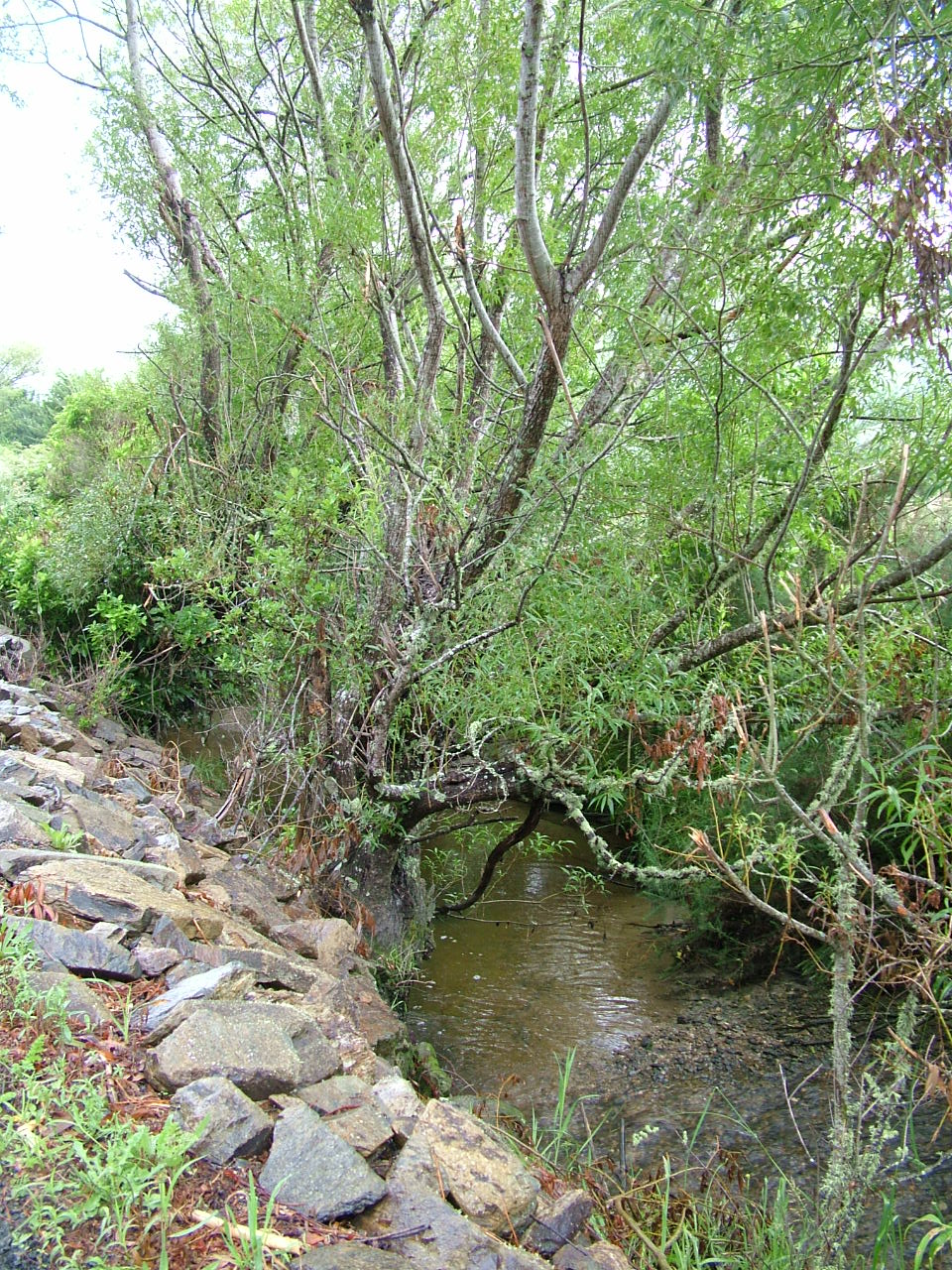 Duncan Stream