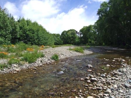 Omaka River