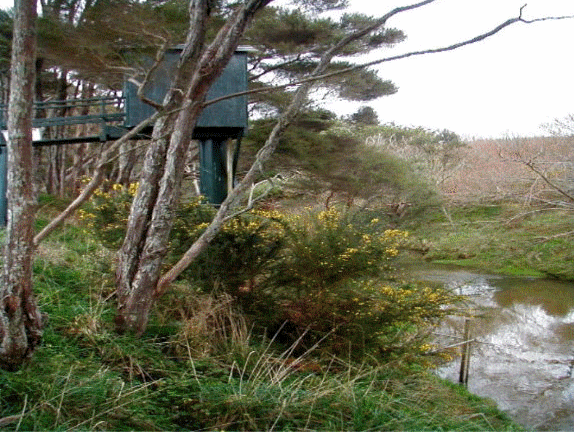 Rangitopuni River
