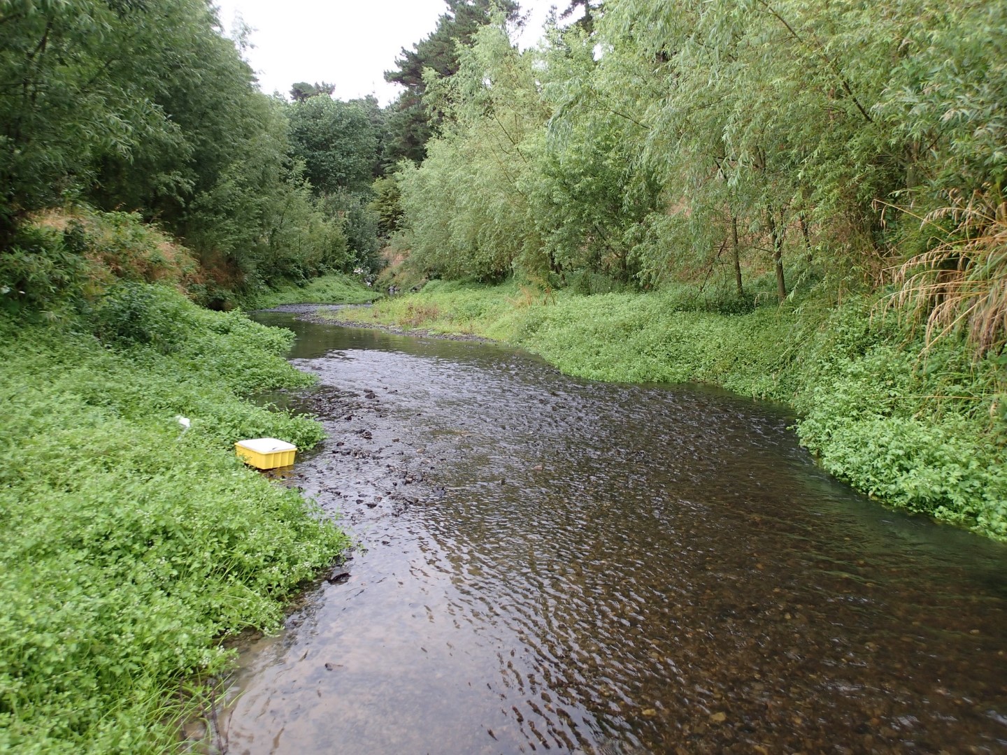 Makara Stream