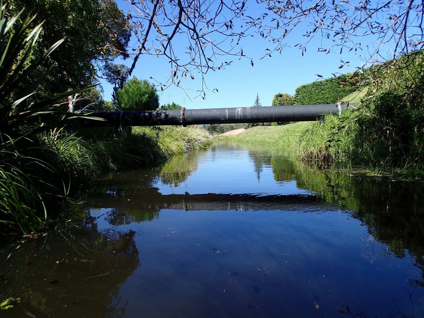 Ngarara Stream