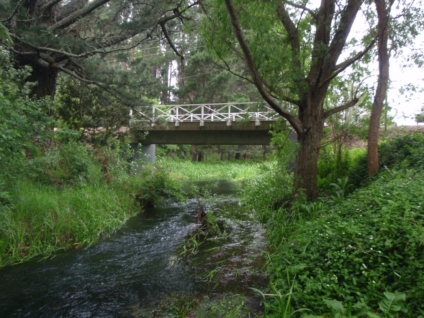 Waitangi Stream