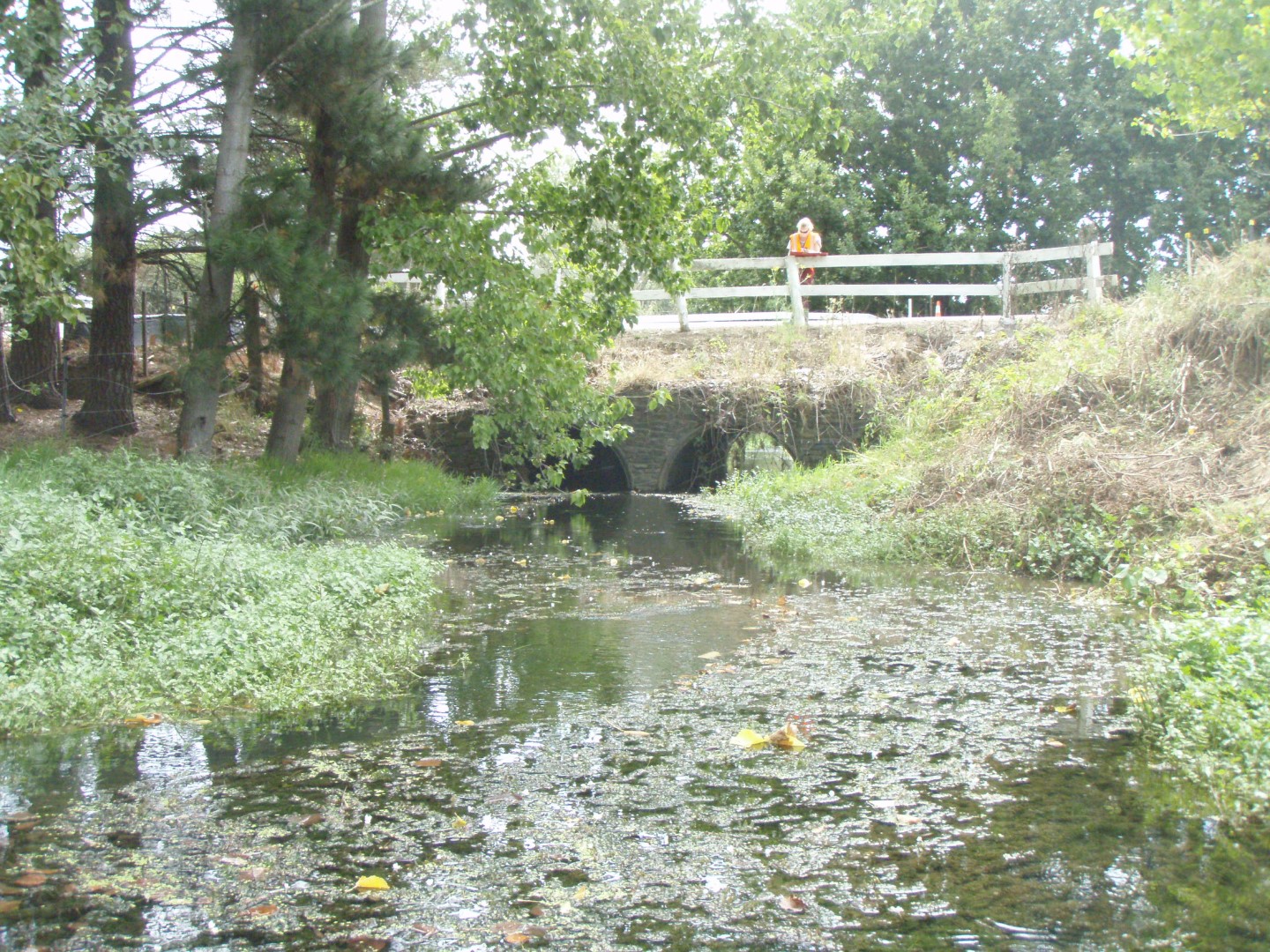 Whangamaire Stream