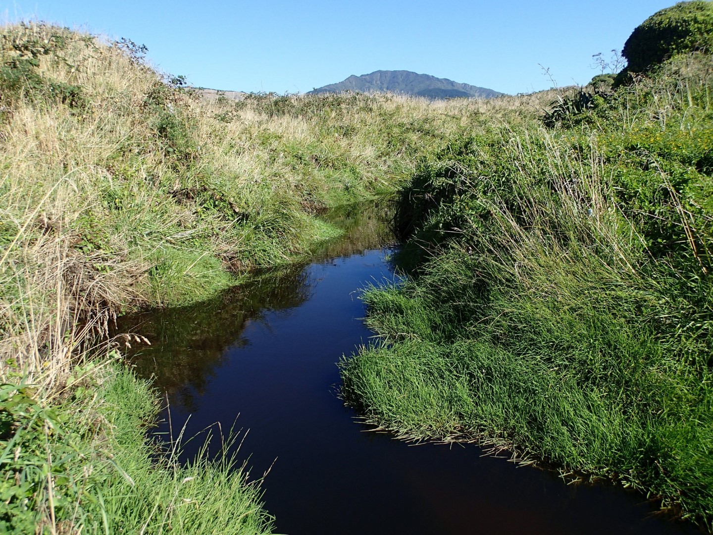 Whareroa Stream