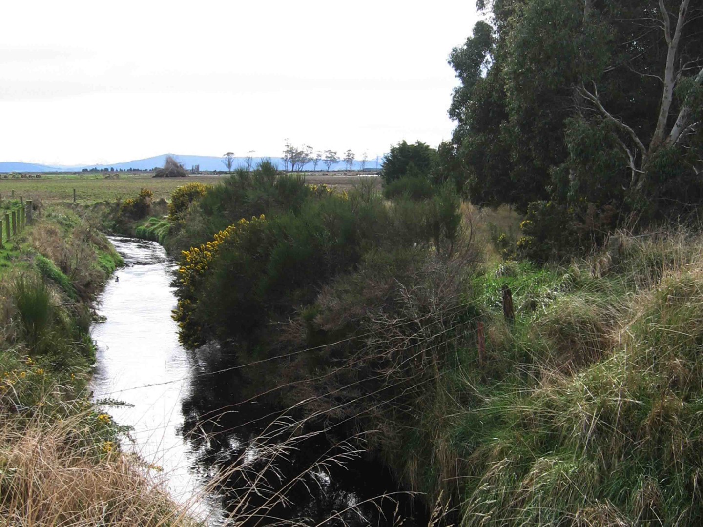 Waimatuku