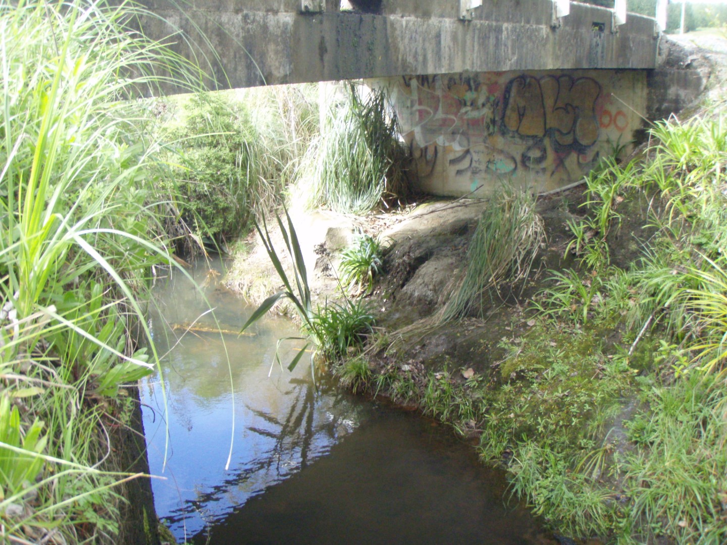 Kaipara River