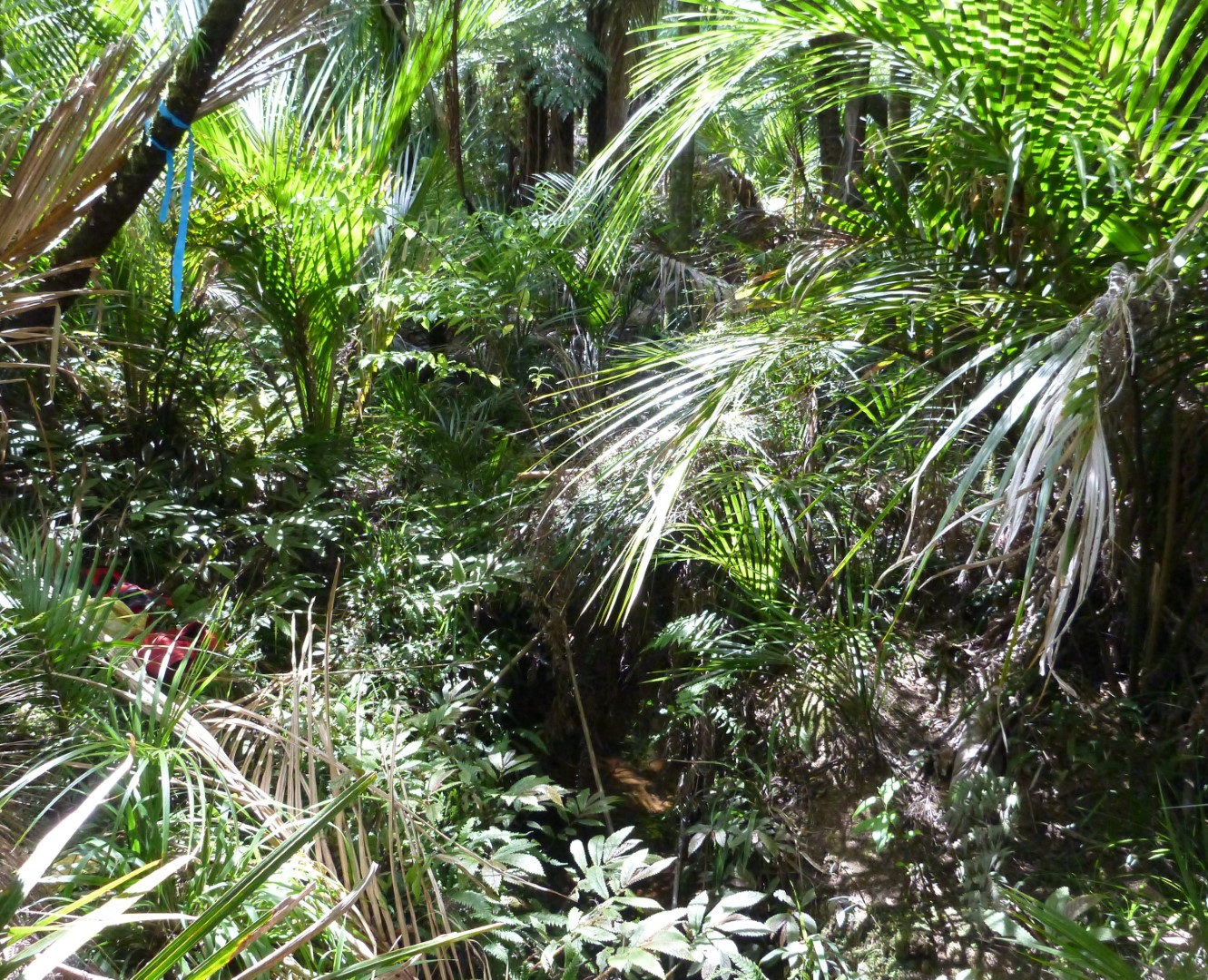 Nukumea Stream