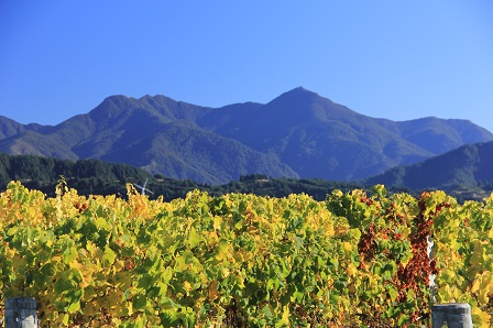 Marlborough region