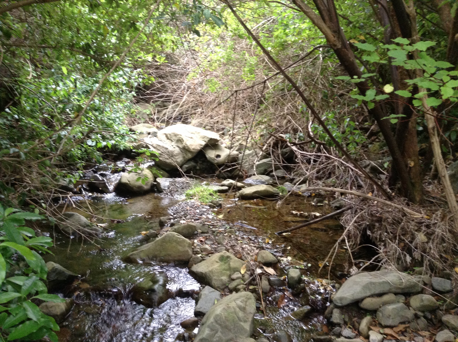 Black Miller Stream