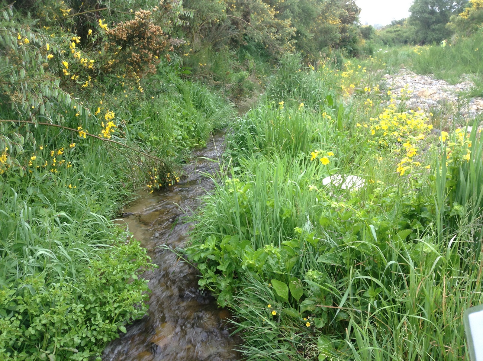 Makikihi River