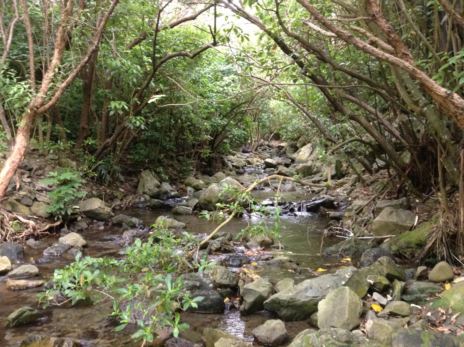 Ohau Stream
