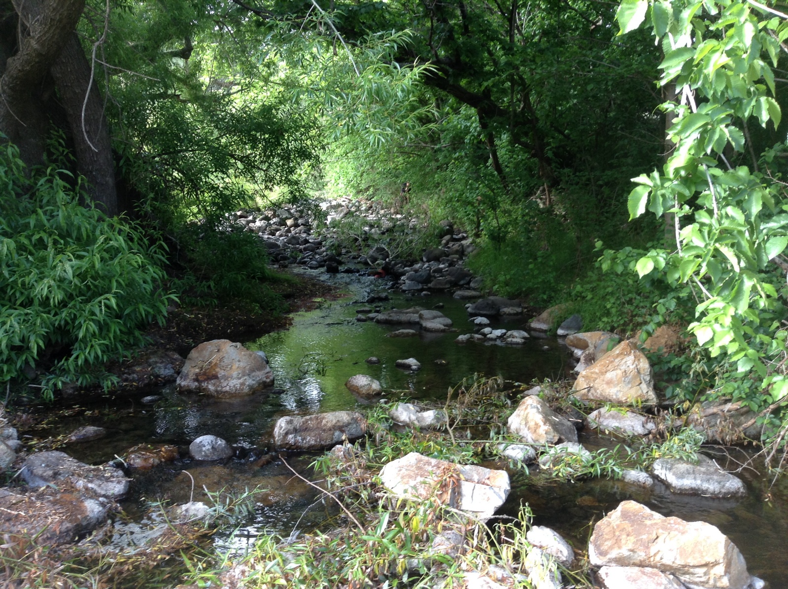 Living Springs