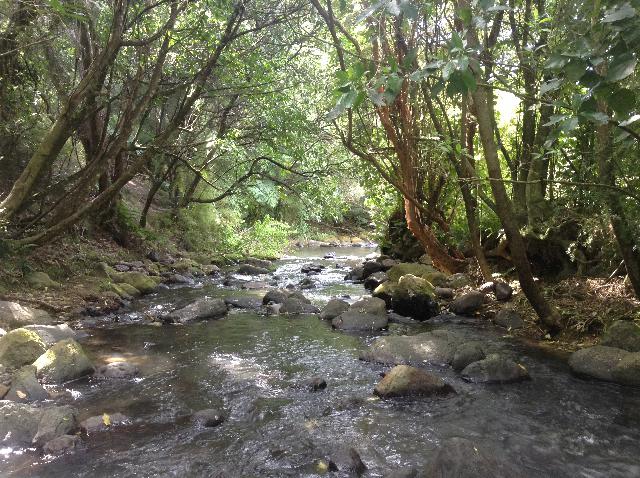 Wainui Stream