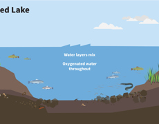 LAWA Mixed Lake Type FA1