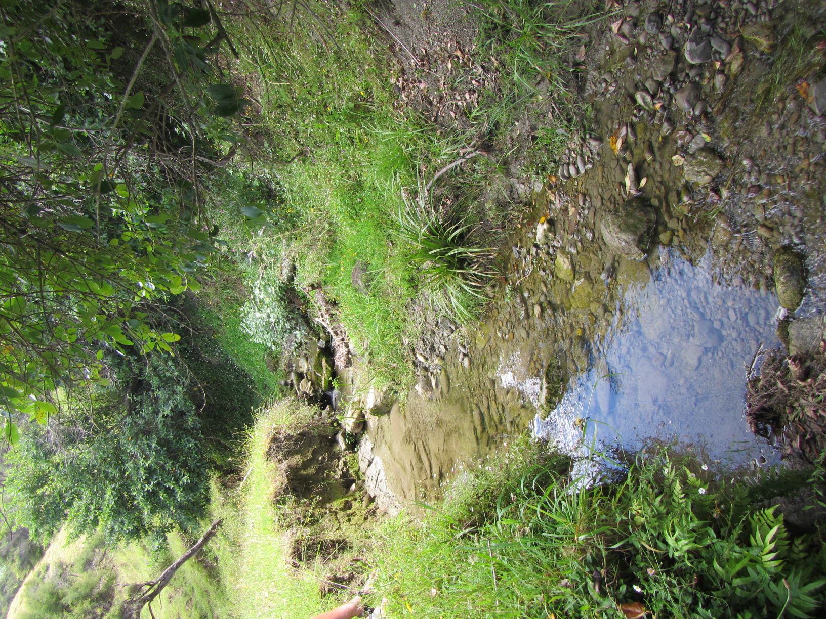 Anaura