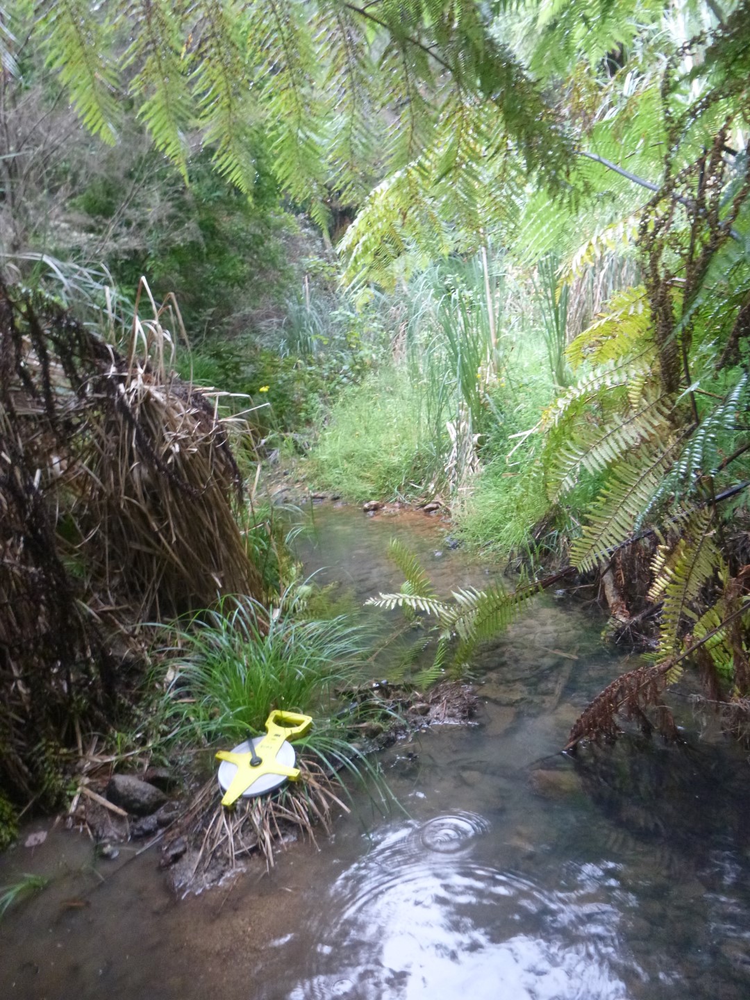 Gumdigger Gully Stream