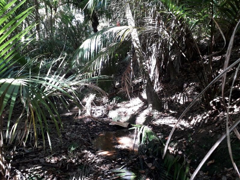 Onetangi Stream