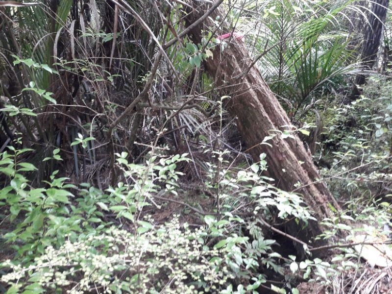 Ōtānerua Stream