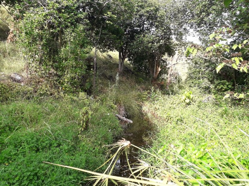 Motutapu