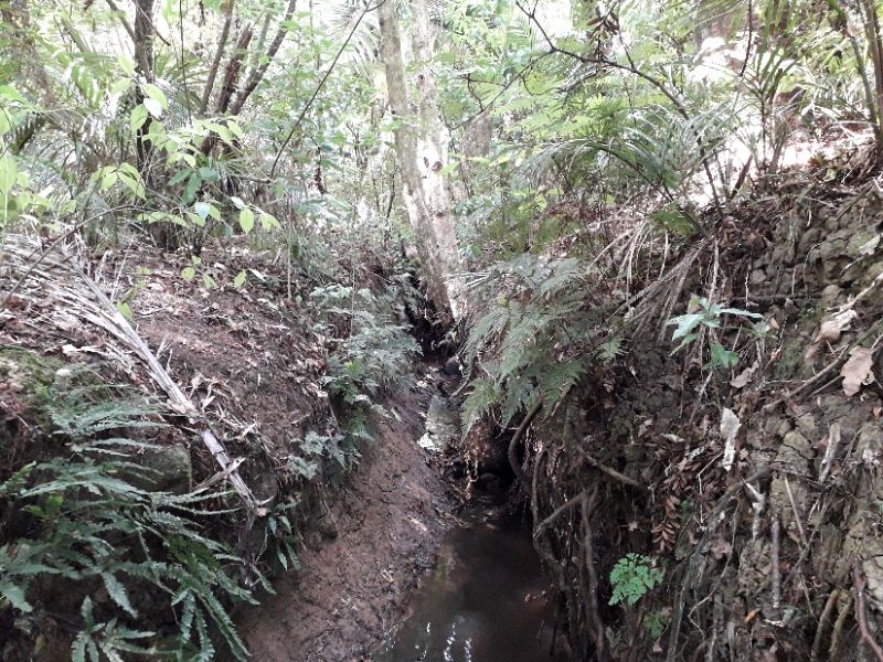 Waiparuru Stream