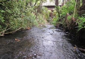 Huatoki At Domain.jpg