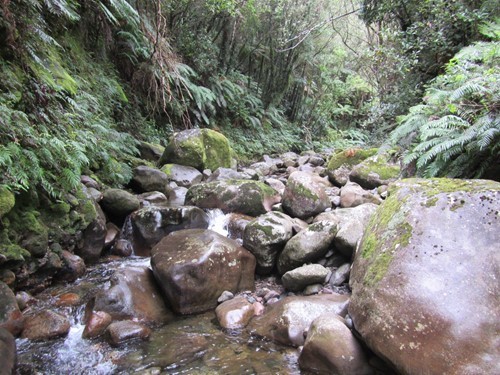 Katikara Stream