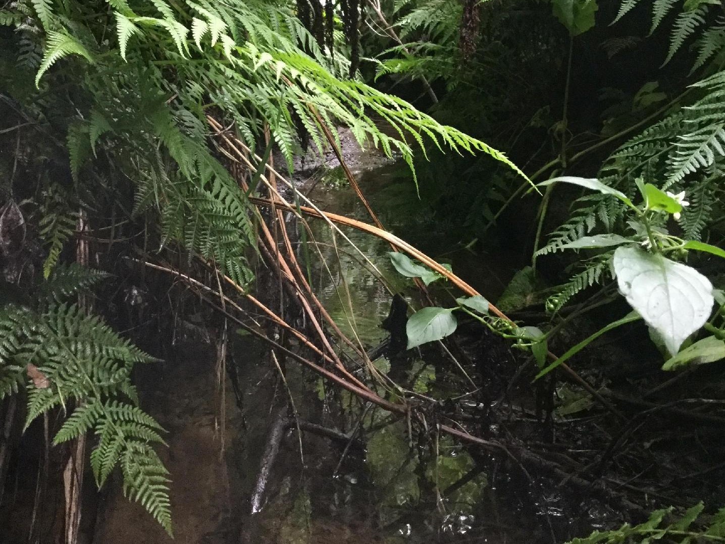 Waiwhakatoitoi