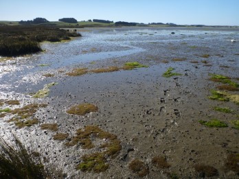 Fortrose Estuary 