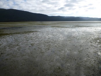 Freshwater Estuary