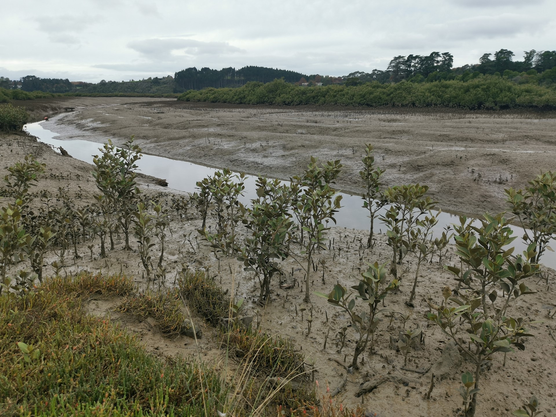 Tūranga