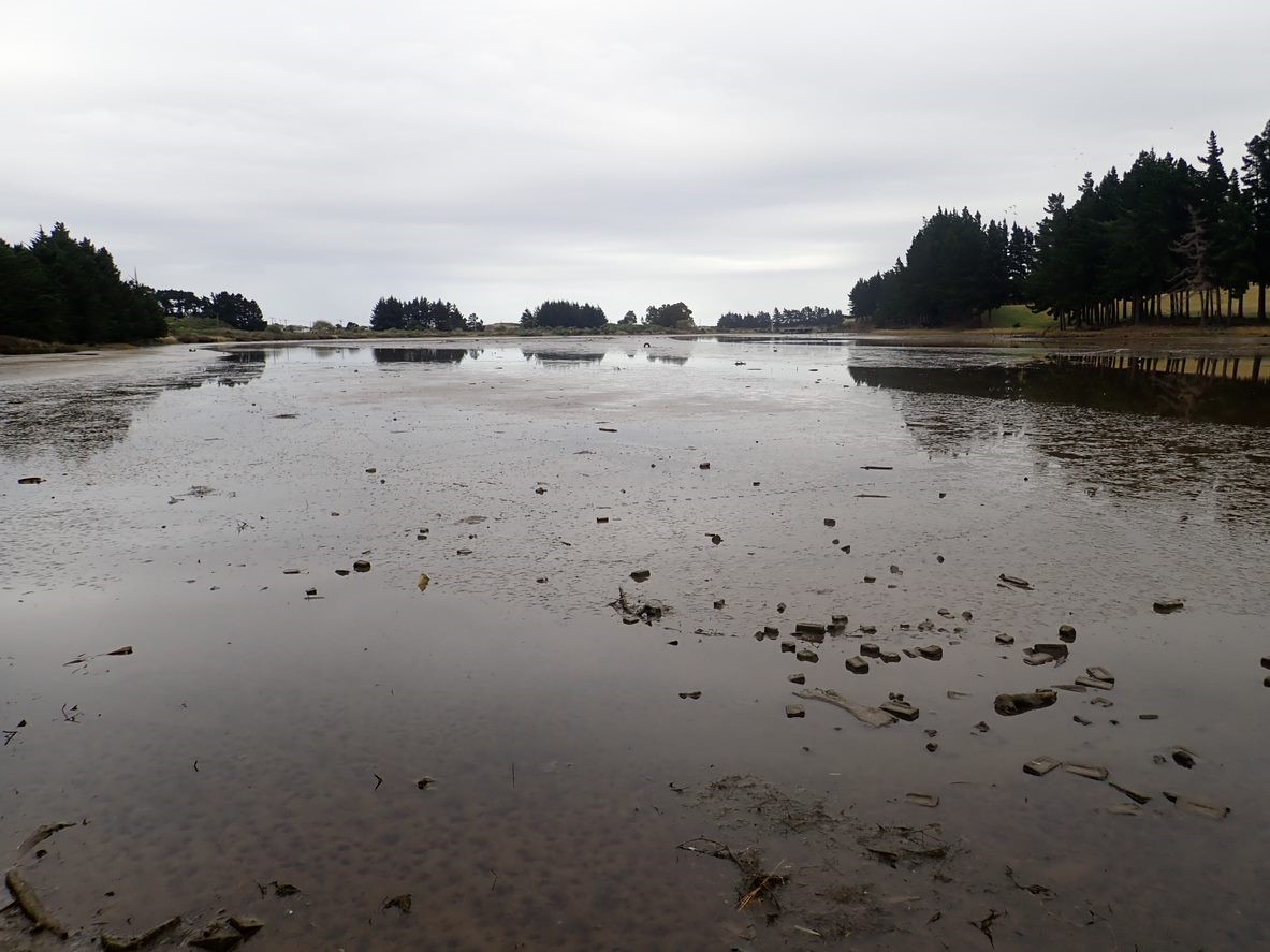 Kaikorai Estuary