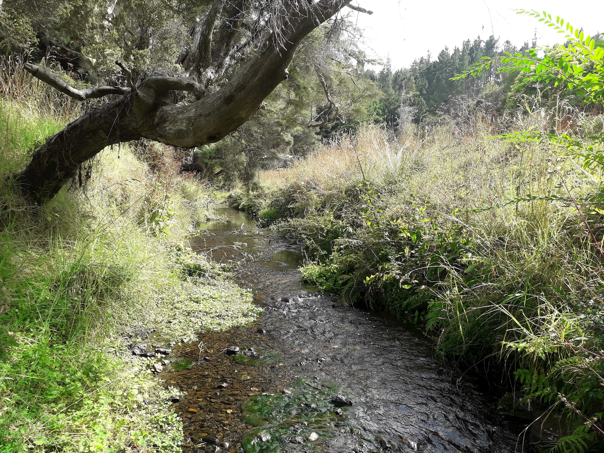 Aroaro Stream