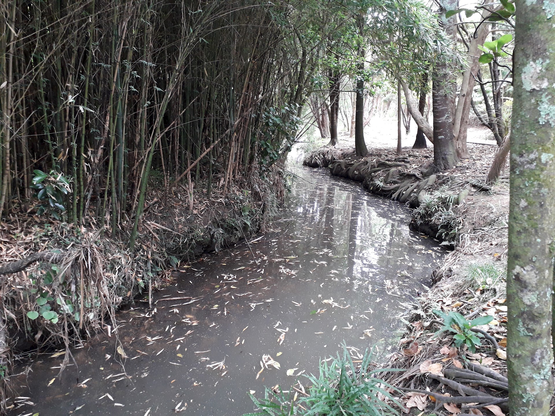 Glendowie Stream