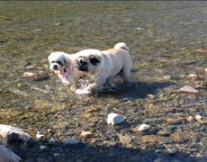 Dogs In River