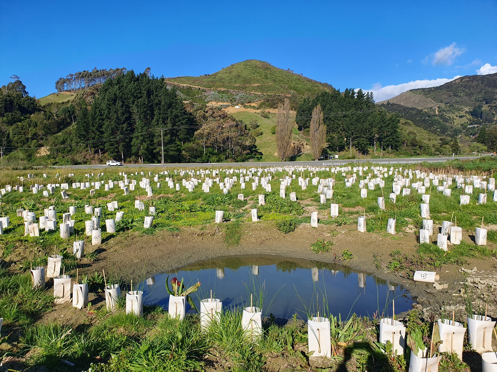 Nelson region