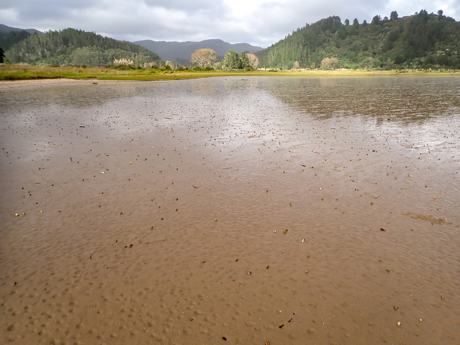 Waikawau