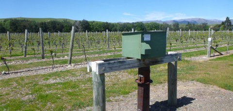 Groundwater Vineyard