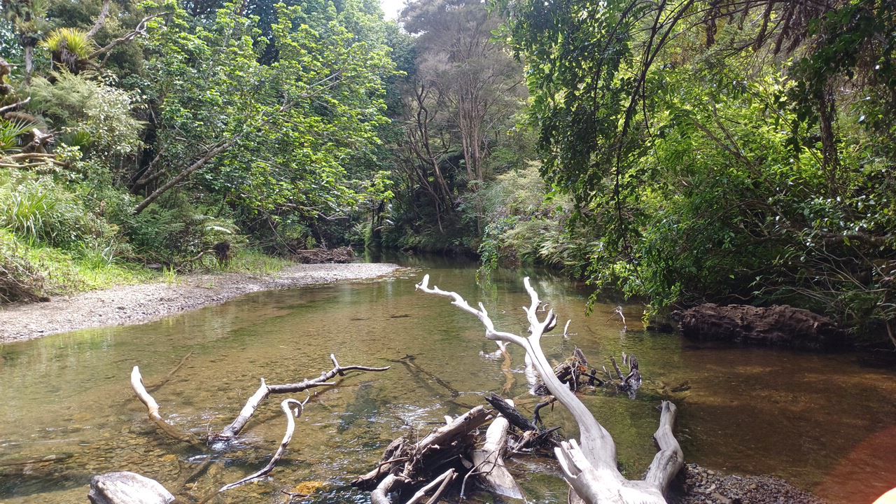 Punaruku Stream